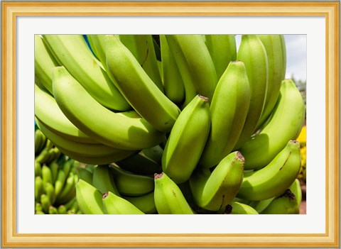 Framed Africa, Cameroon, Tiko. Bunches of bananas at banana plantation. Print