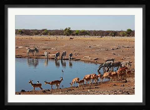Framed Africa, Namibia, Etosha. Black Faced Impala in Etosha NP. Print