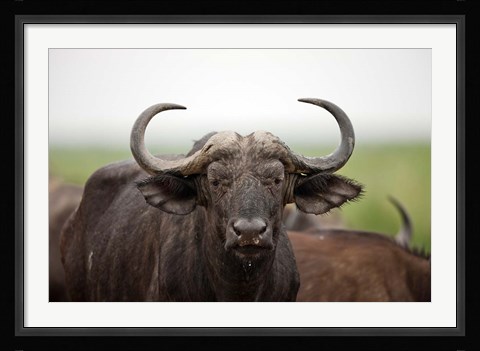 Framed African Buffalo wildlife, Uganda Print