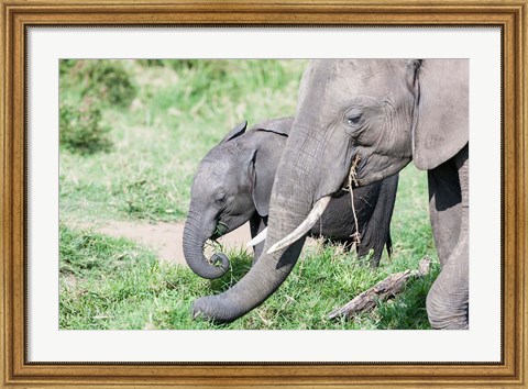 Framed African bush elephant calf eating in Maasai Mara, Kenya Print