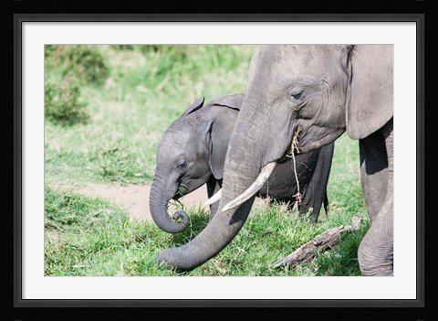 Framed African bush elephant calf eating in Maasai Mara, Kenya Print