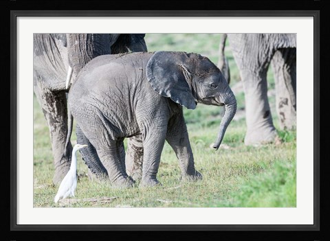 Framed African bush elephant calf in Amboseli National Park, Kenya Print