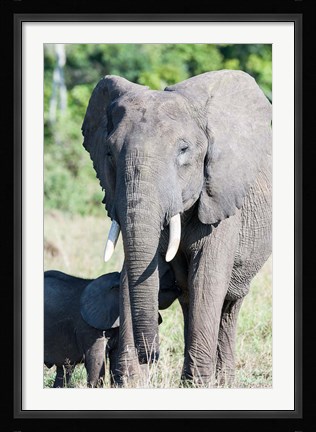 Framed African bush elephant, Maasai Mara, Kenya Print