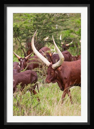Framed Close Up of Ankole-Watusi cattle, Mbarara, Ankole, Uganda Print