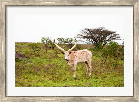 Framed White Ankole-Watusi cattle. Mbarara, Ankole, Uganda. Print