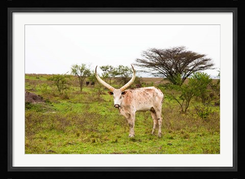 Framed White Ankole-Watusi cattle. Mbarara, Ankole, Uganda. Print