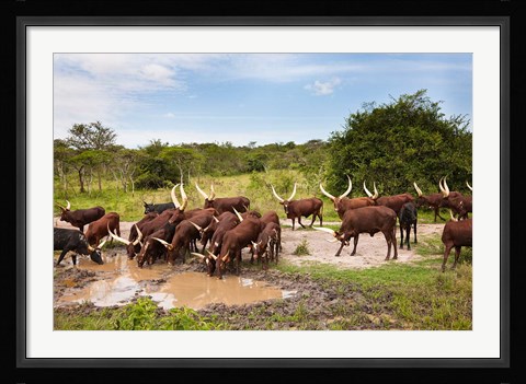 Framed Ankole-Watusi cattle. Uganda Print