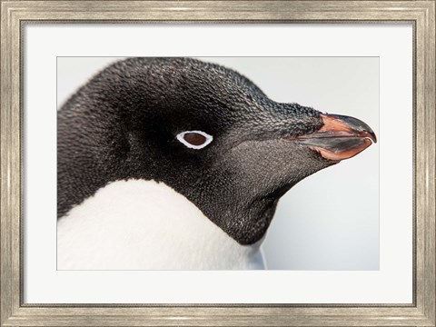 Framed Antarctica, Petermann Island, Adelie Penguin portrait. Print