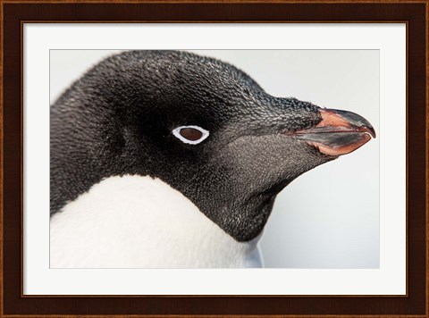 Framed Antarctica, Petermann Island, Adelie Penguin portrait. Print