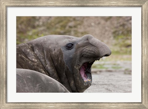 Framed Antarctica, St. Andrews Bay, Southern Elephant Seal Print