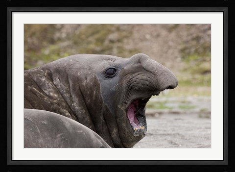 Framed Antarctica, St. Andrews Bay, Southern Elephant Seal Print
