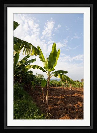 Framed Banana Agriculture, Rift Valley, Ethiopia Print