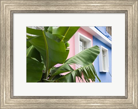 Framed Banana plant, Mahebourg, Mauritius Print