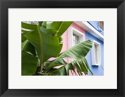 Framed Banana plant, Mahebourg, Mauritius Print