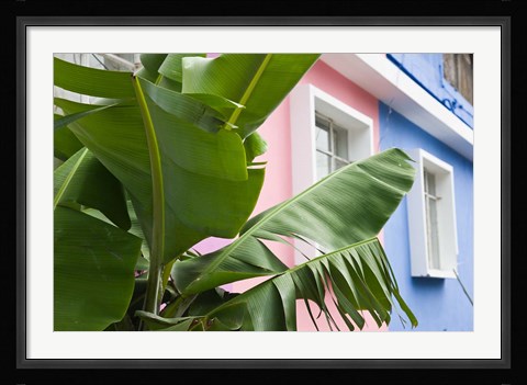 Framed Banana plant, Mahebourg, Mauritius Print
