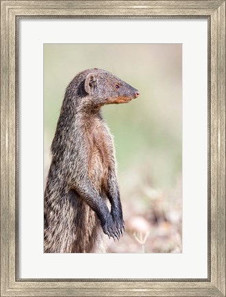 Framed Banded Mongoose, Maasai Mara, Kenya Print