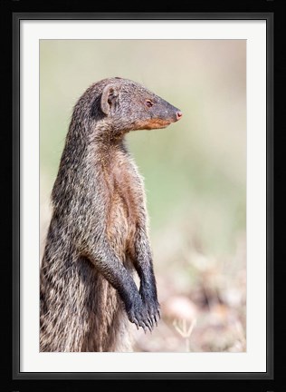 Framed Banded Mongoose, Maasai Mara, Kenya Print
