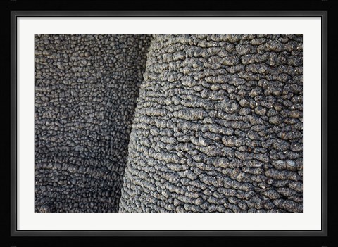 Framed Bark of baobab tree, Nyae Nyae Conservancy, near Tsumkwe, Namibia Print