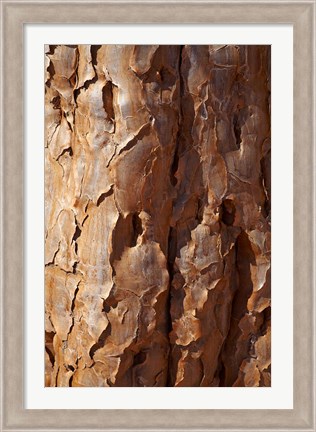 Framed Bark on trunk of Quiver Tree, near Fish River Canyon, Namibia Print