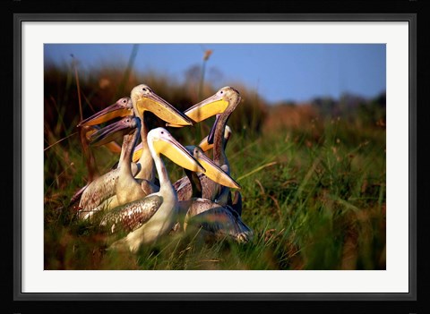Framed Botswana, Okavango Delta. Pink-backed Pelican birds Print