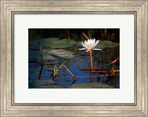 Framed Botswana, Okavango Delta. Water Lily of the Okavango Print