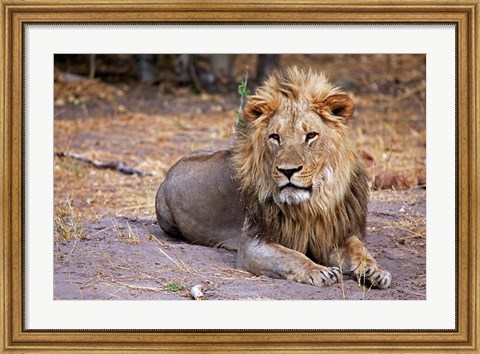 Framed Botswana, Savute, Chobe National Park, Lion Print