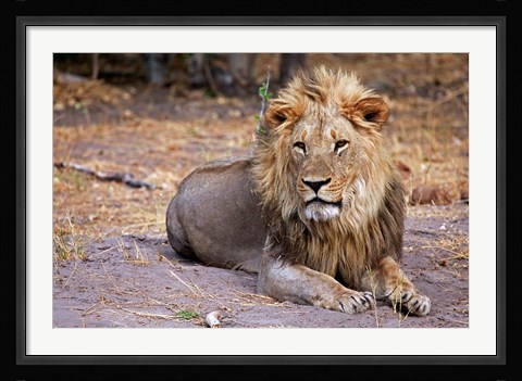 Framed Botswana, Savute, Chobe National Park, Lion Print