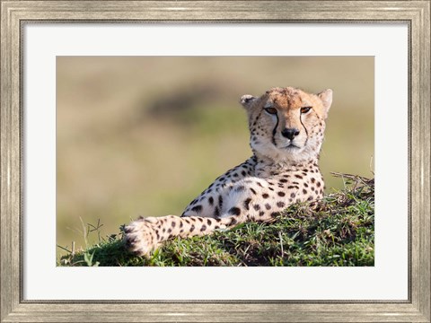 Framed Cheetah, Kenya Print