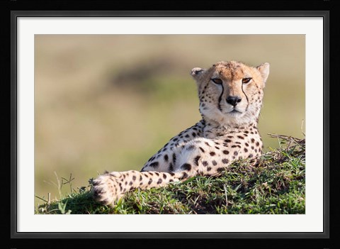 Framed Cheetah, Kenya Print