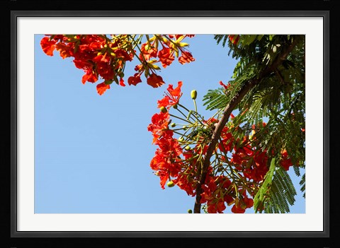 Framed Close-up of African flame tree, Stone Town, Zanzibar, Tanzania Print