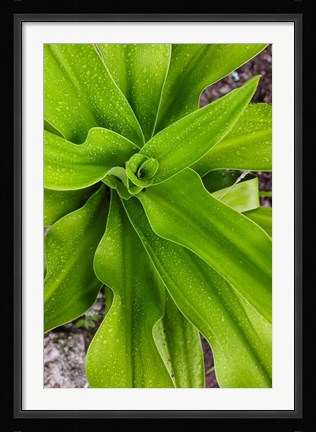 Framed Close-up shot of dewdrops plant, Ibo Island, Morocco Print