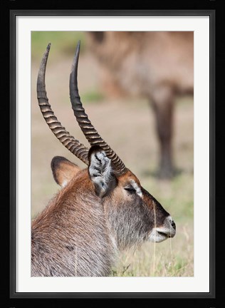 Framed Defassa Waterbuck, Maasai Mara, Kenya Print