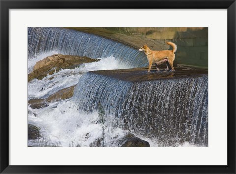 Framed Dog on the waterfall, Pingnan, Fujian, China Print