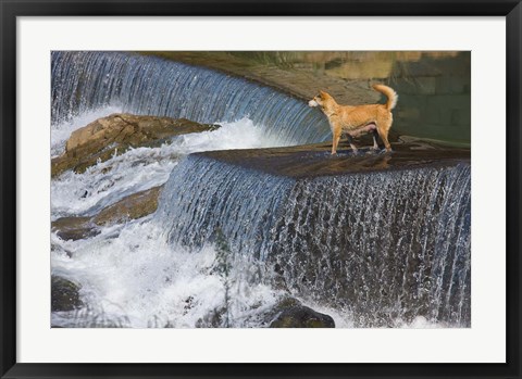 Framed Dog on the waterfall, Pingnan, Fujian, China Print