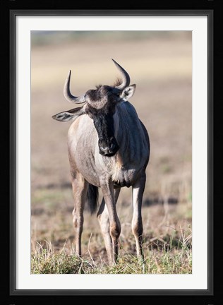 Framed Eastern white-bearded wildebeest, Amboseli National Park, Kenya Print