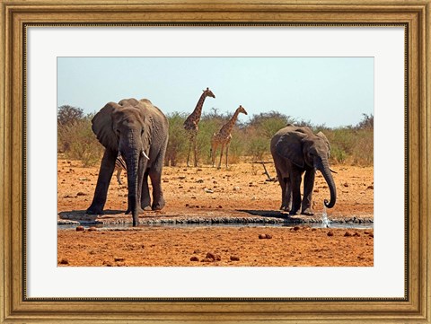 Framed Elephants and giraffes, Etosha, Namibia Print