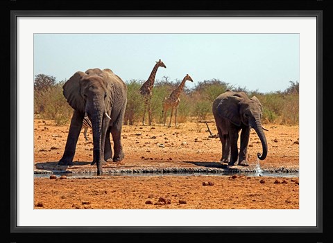 Framed Elephants and giraffes, Etosha, Namibia Print