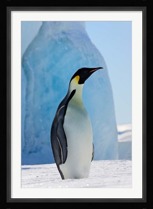 Framed Emperor Penguin on ice, Snow Hill Island, Antarctica Print