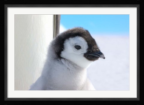 Framed Chick Emperor Penguin, Antarctica Print
