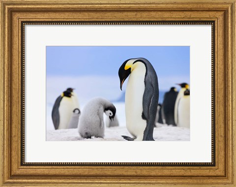 Framed Emperor Penguins, Antarctica Print