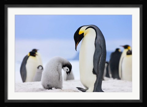 Framed Emperor Penguins, Antarctica Print