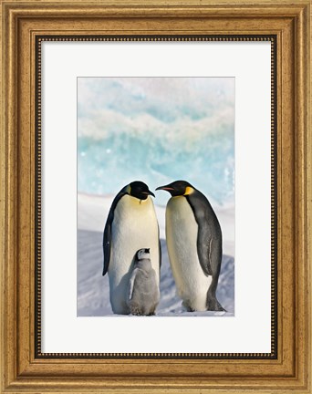 Framed Three Emperor Penguin, Snow Hill Island, Antarctica Print
