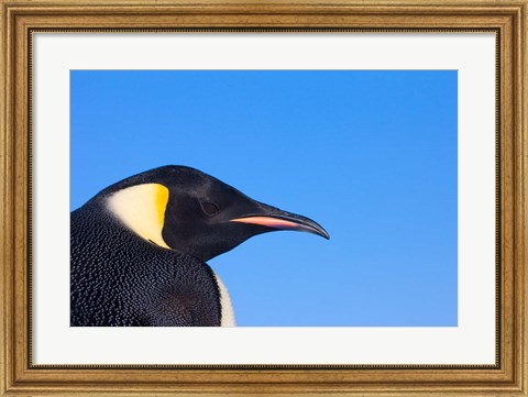 Framed Head of Emperor Penguin, Antarctica Print