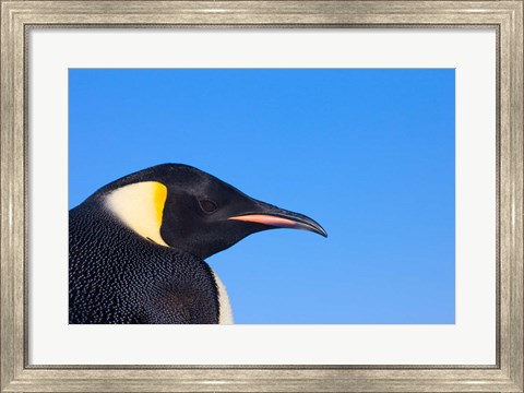Framed Head of Emperor Penguin, Antarctica Print