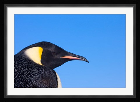 Framed Head of Emperor Penguin, Antarctica Print