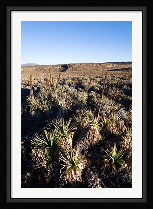 Framed Escarpment of Sanetti Plateau, red hot poker plants, Bale Mountains, Ethiopia Print