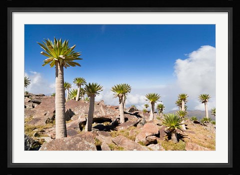 Framed Ethiopian Giant Lobelia, Simien Mountains, Ethiopia Print