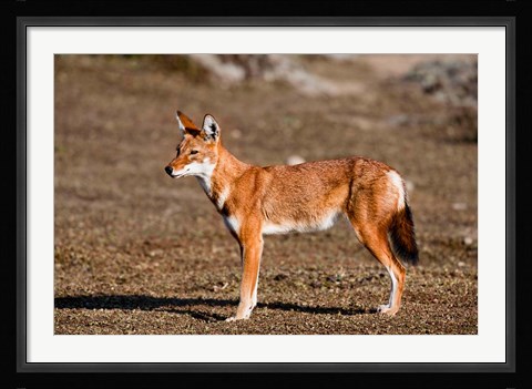Framed Ethiopian Wolf, Bale Mountains Park, Ethiopia Print