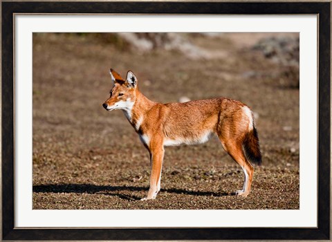 Framed Ethiopian Wolf, Bale Mountains Park, Ethiopia Print