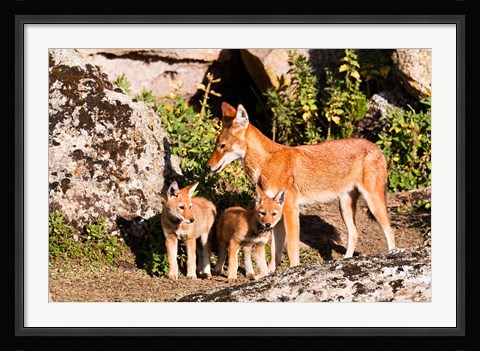 Framed Ethiopian Wolf with cubs, Bale Mountains Park, Ethiopia Print